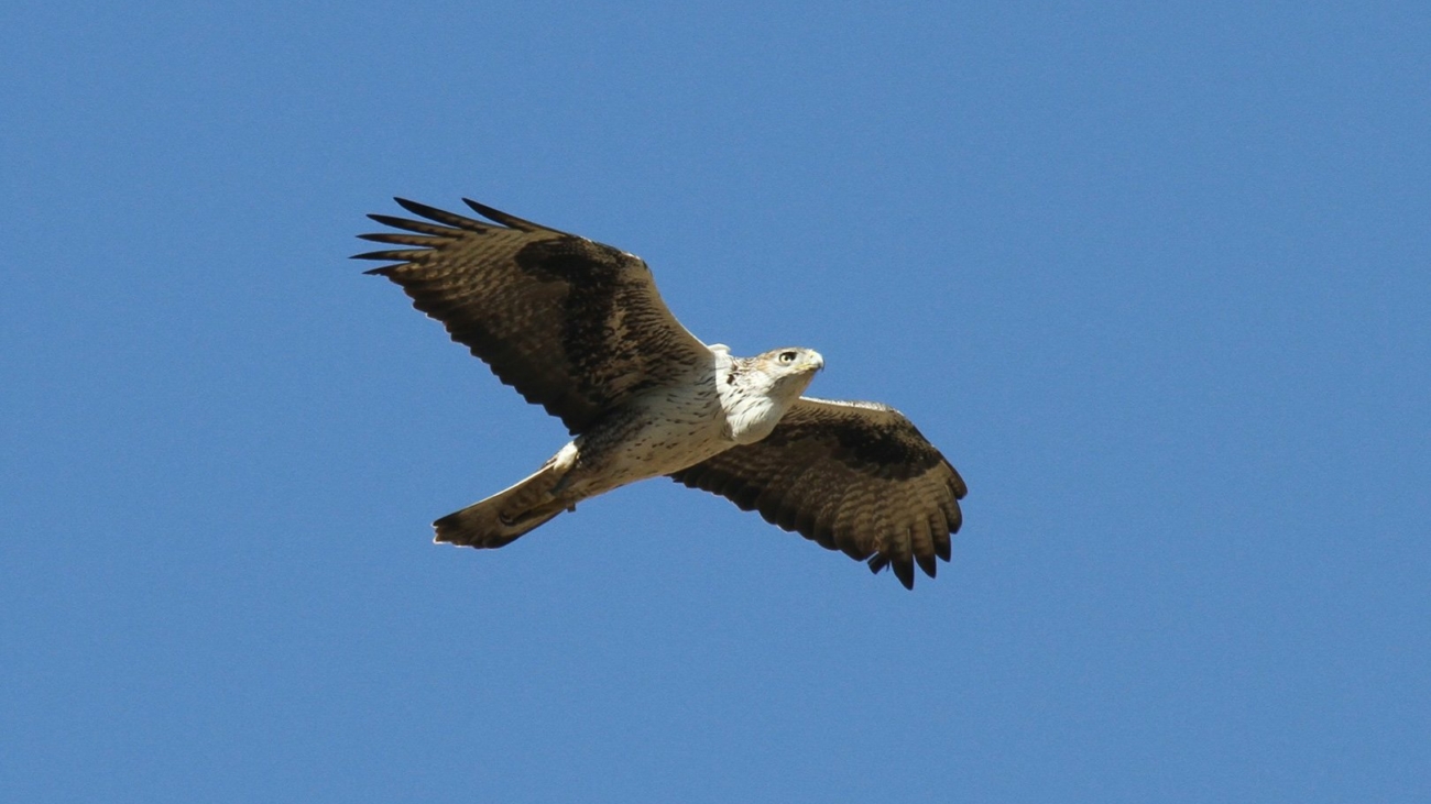 Aigle-de-Bonelli-en-vol