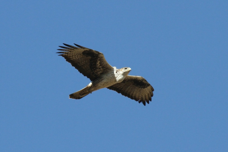 Aigle-de-Bonelli-en-vol