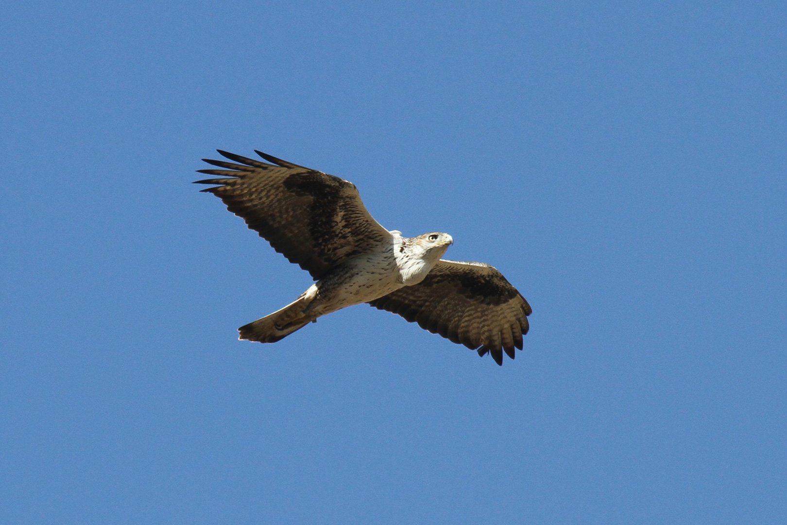 Aigle-de-Bonelli-en-vol