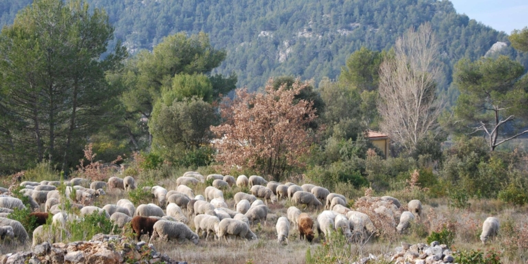 moutons